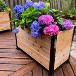 An 18" x 36" cedar planter box with a black metal frame sits on a wooden deck, overflowing with large, vibrant clusters of blue and pink hydrangeas.