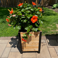 18" x 18" cedar planter box with black steel corners placed on a patio, featuring a vibrant hibiscus plant with large orange blooms.
