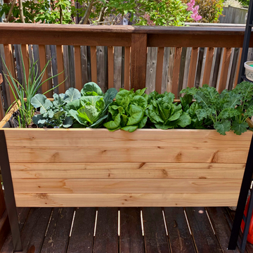 A raised cedar planter box with a black metal frame is filled with several varieties of thriving green vegetables, including onions, cabbage, lettuce, and kale, sitting on a wooden deck.