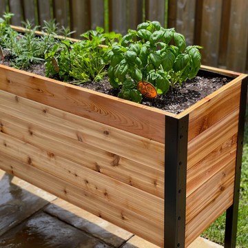 A close-up of a raised cedar planter box with a black metal frame, filled with lush herbs like basil and rosemary, sitting on a wet patio with a wood fence backdrop.