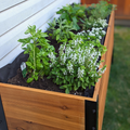 A close-up view of a cedar planter box with a black liner sitting against white siding. The box is filled with flourishing herbs, including basil, sage, and a flowering white herb.